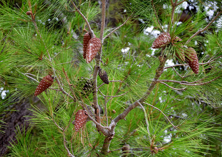 Lumberjack Competition red pine